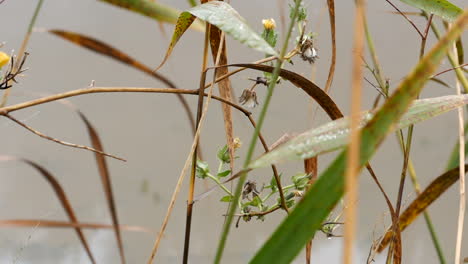CLOSE-UP-of-reeds-and-grass-on-a-river-bank