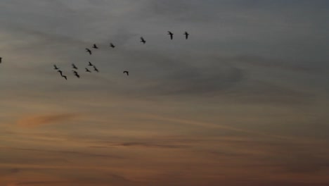 Skein-of-geese-at-sunset.-East-Frisia.-Germany