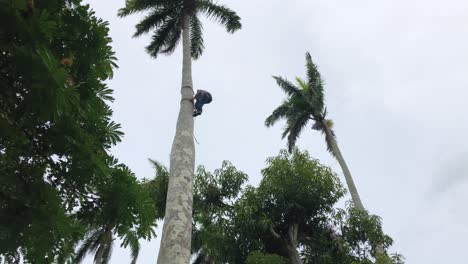 Observación-De-Un-Trepador-De-Palmeras-Escalando-Una-Enorme-Palmera-En-Villa-Clara,-Cuba