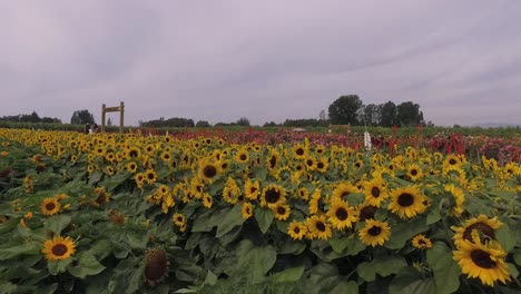 Sunflower-Field-and-other-Flowers
