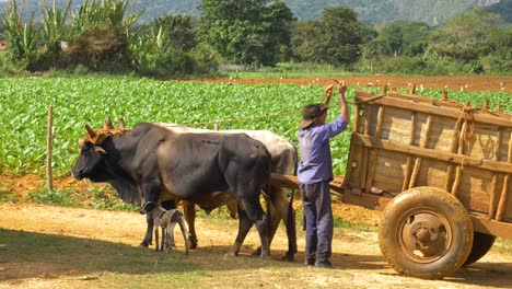 Campo-De-Tabaco-Y-Yunta-De-Bueyes