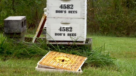 honey-bees-in-open-beehive-on-a-farm-4k