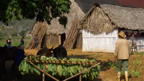 bringing-harvested-tobacco-gathered-to-be-dried-and-curated