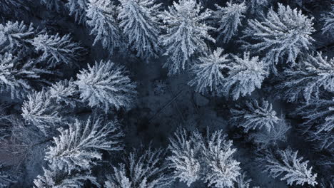 Aéreo,-Ascendente,-Disparo-De-Dron,-De-Arriba-Hacia-Abajo,-Sobre-Escarchado,-árboles-Cubiertos-De-Nieve,-Bosques-Invernales,-En-Un-Día-Nublado,-Día-De-Invierno,-En-Finlandia