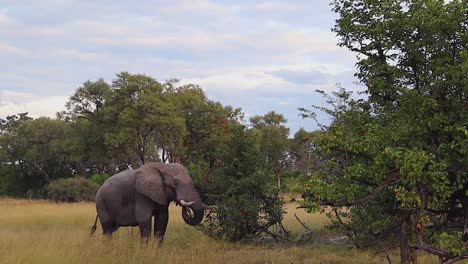 African-Bush-Elephant-pulls-green-leaves-off-tree-and-eats,-Botswana