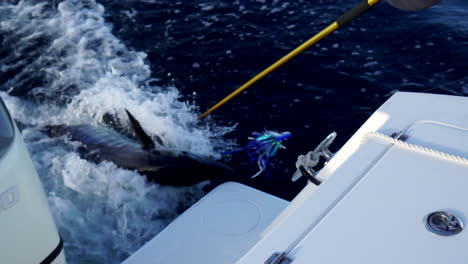 Peces-Grandes-Atrapados-En-Un-Señuelo-De-Pesca-Que-Se-Desvían-De-La-Parte-Trasera-Del-Barco,-Tiro-Medio-En-Cámara-Lenta