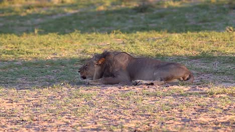Male-African-Lion's-vocalizations-decrease-as-he-returns-to-resting