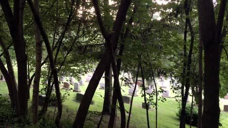 X-Shaped-trees-in-front-of-graveyard,-static,-Prospect-Cemetery