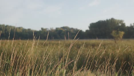 Morning-Light-in-the-Field-of-Tall-Grass-Cinematic-Establishing-Shot-4K