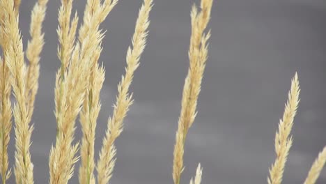 Tall-ornamental-grass-waving-in-wind-nature-landscaping-close-up
