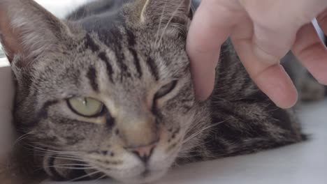 Young-striped-tabby-cat-enjoying-affection-from-owner-close-up-shot