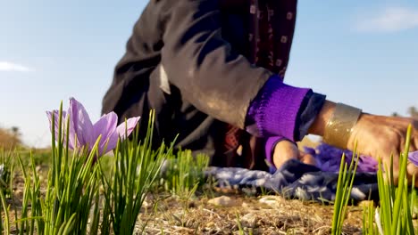 Eine-Bäuerin-In-Magentaschwarzer-Kleidung-Erntet-Persische-Safranblumen-Auf-Einem-Feld-Voller-Blumen-In-Einem-Wüstendorf-Im-Iran