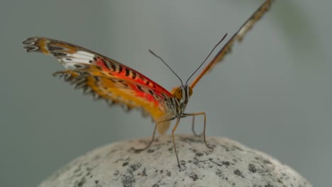 Close-up-shot-of-beautiful-colorful-butterfly-beating-with-wings-in-slow-motion