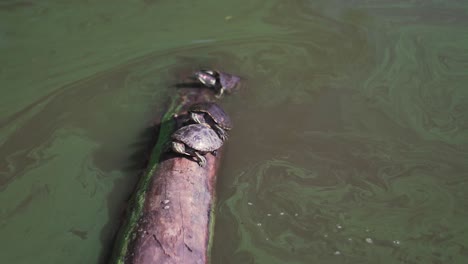 Lustige-Szene-Mit-Schildkröten-Auf-Einem-Felsbrocken-Im-Teich-Des-Central-Park,-New-York-City,-USA