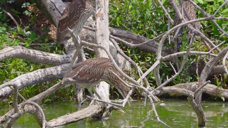 Young-Black-Crowned-Night-Heron-perched-on-low-lying-branches-hunting-in-slow-motion