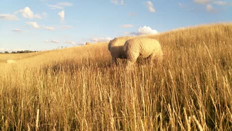 Schafe-Grasen-Im-Goldenen-Abendsonnenlicht-Im-Hohen,-Trockenen-Gras-Auf-Einem-Deich