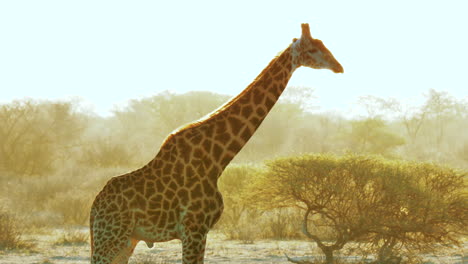 Afrikanische-Giraffe-Steht-Vor-Dem-Wunderschönen-Sonnenuntergang-Im-Makgadikgadi-Pans-Nationalpark-In-Botswana