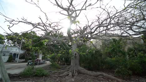 Plano-General-De-Un-árbol-Con-Pocas-Hojas-En-Las-Ramas-En-Key-West,-Florida