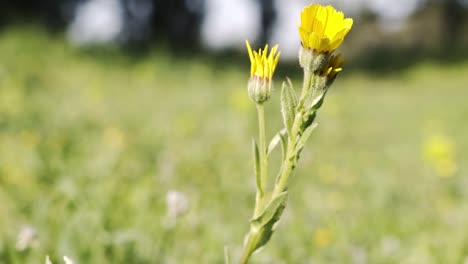 Close-up-shot-of-an-isolated-yellow-field-marigold-with-blurred-background