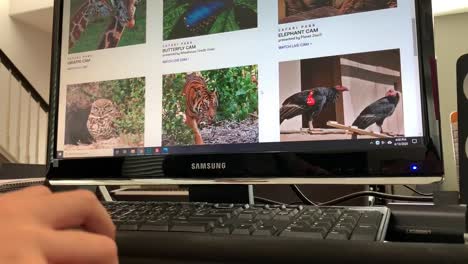 Child-using-a-mouse-to-scroll-through-photos-of-cute-animals-at-the-ZOO-during-the-Coronavirus-pandemic