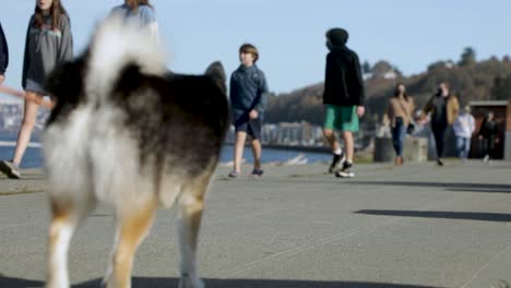 People-With-Pet-Dog-Walking-At-Esplanade-On-A-Sunny-Morning-In-Alki-Beach,-Seattle,-Washington