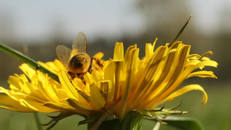Makroaufnahme-Einer-Schönheitsbiene,-Die-An-Einem-Sommertag-In-Gelber-Blüte-Arbeitet