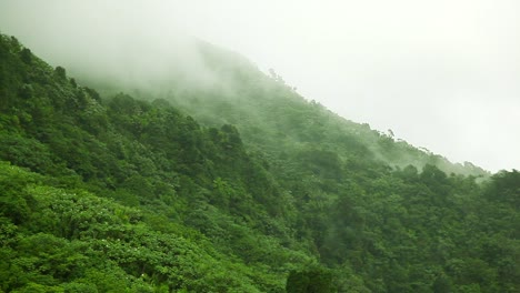 Tropischer-Nebel,-Der-Nebelartig-Von-Bäumen-Aufsteigt