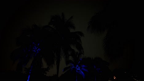 Blitzzeitraffer-In-Florida,-Palm-Threes