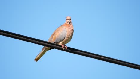 Laughing-Dove-perched-on-a-power-line-on-a-clear-day