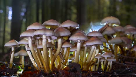 Close-up-dolly-slide-of-toxic-mushroom-group-in-wet-forest-with-sunlight-in-background
