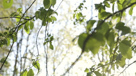 Pan-of-green-leaves-on-thin-branches-in-lush-forest-in-sunlight