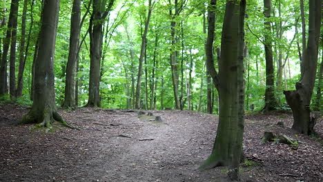 Shady-Path-Trail-Through-Lush-Green-Forest-With-Tall-Trees---Medium-Shot