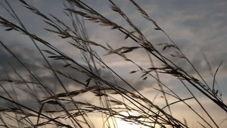 Hohes-Gras-Vor-Warmem-Sonnenuntergang,-Nahaufnahme,-Kippaufnahme