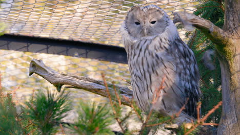 Ural-owl-sitting-on-a-branch,-inside-a-cage,-looking-for-a-prey---Strix-Uralensis---Static-shot
