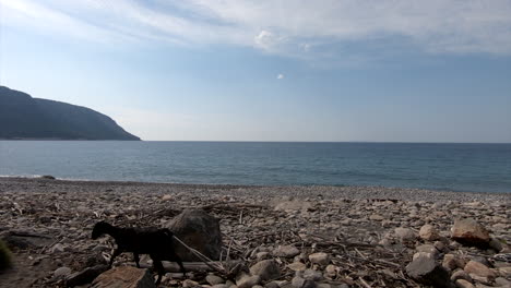 Panoramic-view-of-rock-beach-with-goats-and-blue-sea