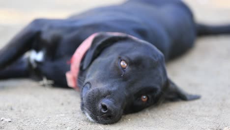 Innocent-dog-sleeping-eye-contact-closeup,-Dog-Stock-Footage,-Wild-Life-Stock-Footage,-Animals-Stock-Footage