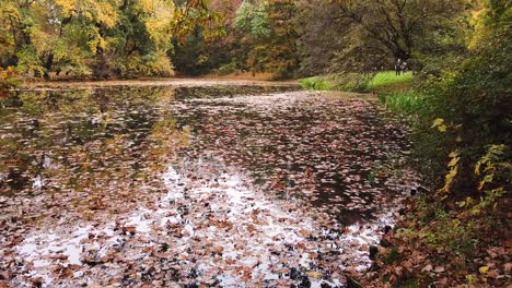Teich-Mit-Riesiger-Menge-An-Gelbem-Und-Goldenem-Herbstlaub-Im-Park-Skaryszewski-Mit-Wunderschönen-Herbstfarben