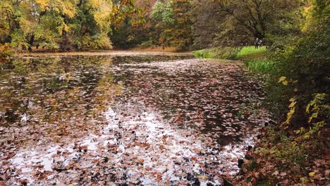 Pond-with-huge-amount-of-yellow-and-golden-autumn-foliage-in-Park-Skaryszewski-with-beautiful-autumn-colors