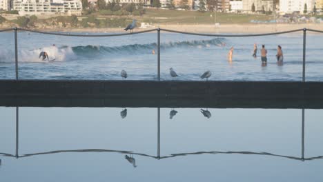 Koexistenzkonzept---Vögel-Beobachten-Menschen-Beim-Surfen-In-Australien