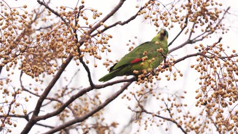A-beautiful-Turquoise-fronted-amazon-parrot-eating-the-fruit-of-a-chinaberry-tree