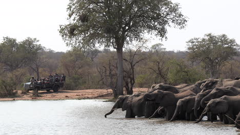 Elefanten-Trinken-Am-Wasserloch,-Während-Die-Leute-Vom-Safarifahrzeug-Aus-Zuschauen