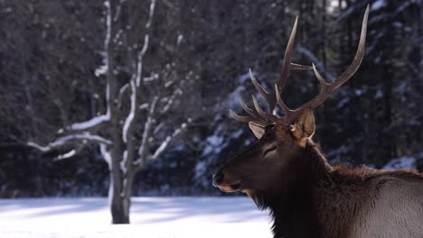 elk-bull-side-profile-looks-at-you-slomo-snow-falling-epic