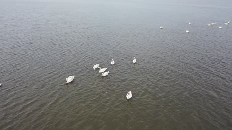 White-swan-flock-swimming-on-the-wetlands-of-Domaine-de-Graveyron-nature-preserve-France,-Aerial-hovering-shot