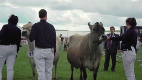 Ein-Wettbewerbsrichter-Schaut-Während-Der-Royal-Cornwall-Show-2019-In-Wadebridge,-Vereinigtes-Königreich,-Auf-Die-Rinder-Rund-Um-Den-Schauring-–-Mittlere-Aufnahme