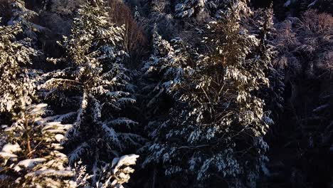 Beautiful-scenic-aerial-birdseye-view-of-a-winter-forest-in-sunny-winter-day,-trees-covered-with-fresh-snow,-wide-angle-revealing-drone-shot-moving-backwards,-camera-tilt-up