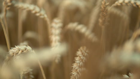 Macro-dolly-right-view-showing-pikelets-Of-Yellow-Ripe-Wheat-On-Golden-Field