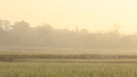 Rice-Field-in-Sunrise