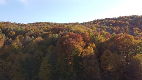 Aerial-view-of-a-orange-colored-forest-on-autumn-season