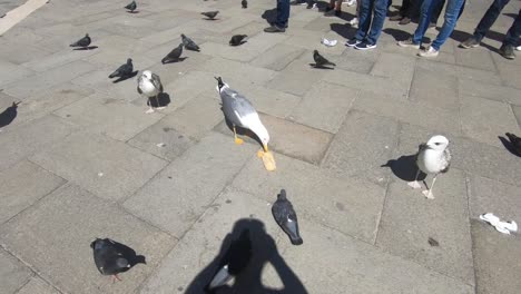 Ein-Blick-Auf-Die-Piazza-San-Marco-In-Venedig,-Italien,-Einer-Der-Orte,-Die-Man-Unbedingt-Besuchen-Muss,-Wenn-Man-Zum-Ersten-Mal-In-Der-Region-Ist