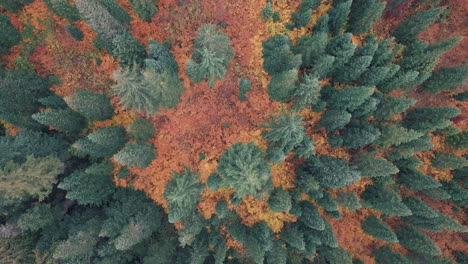 Bird's-eye-view-flying-over-beautiful-autumn-trees